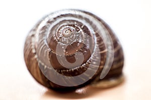 Snail shell macro closeup