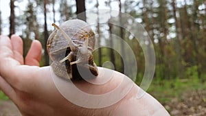 Snail with shell on male hand, wild animal observation, forest fauna, nature