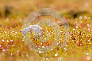 Snail shell in moss with raindrops, dew water droplet. Spring background