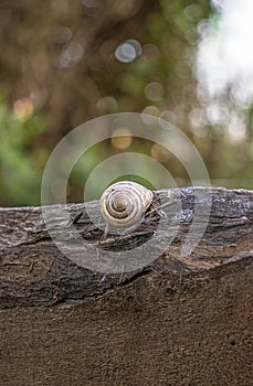 Snail shell on a plank -Cepaea hortensis-