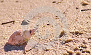 Snail shell on a river sand