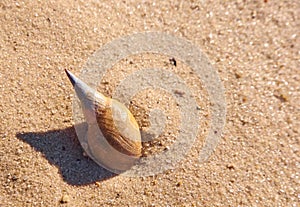 Snail shell on a sand close up