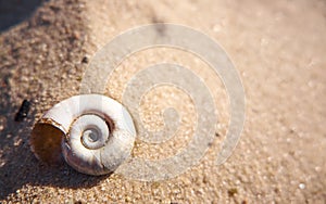 Snail shell on a sand close up