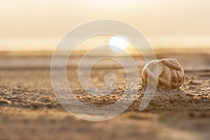 Snail shell with sand and sunset on the Burdur Lake in Turkey