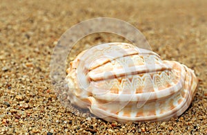 Snail shell in a sea beach