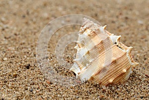 Snail shell in a sea beach