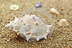 Snail shell in a sea beach