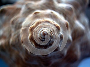 Snail shell spiral detail