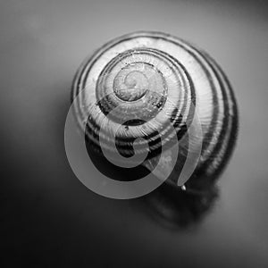 snail shell spiral monotone