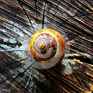 Snail shell.