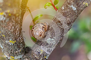 Snail shell  on the tree in the garden. Snail gliding on the wooden texture. Macro close-up blurred green background. Short depth