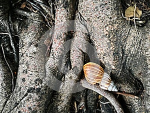 snail shell on tree root