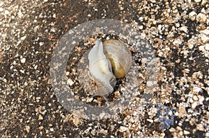 Snail In Shell Turning Over