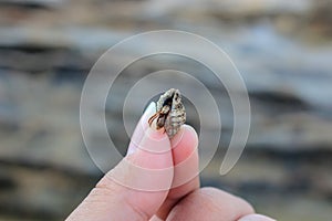 A snail shell washed ashore on the beach.