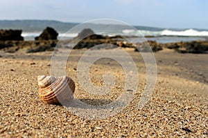 Snail shells washed up on the beach sand