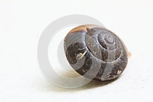 Snail shell on white