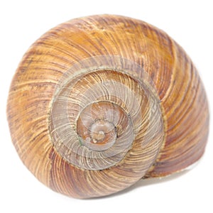 Snail Shell on White Background