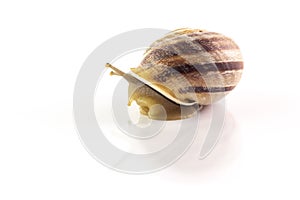 Snail with shell on white background