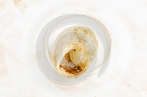 Snail Shell On White surface