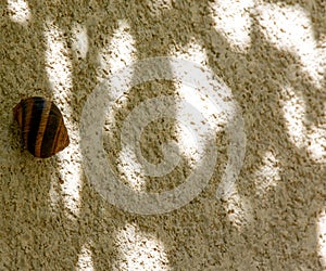 Snail shell on a white wall with shadows