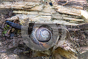 The snail and the shell on wood in the forest