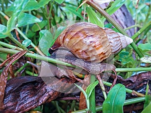 A snail is a shelled gastropod