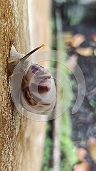 a snail is a shelled gastropod