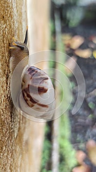 a snail is a shelled gastropod