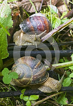 A snail is a shelled gastropod.