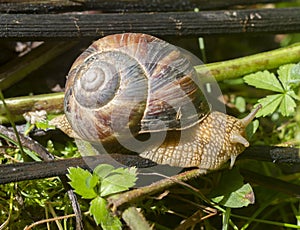 A snail is a shelled gastropod.