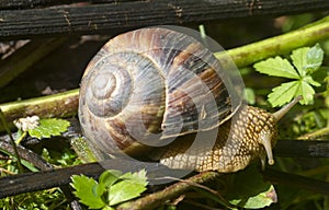 A snail is a shelled gastropod.