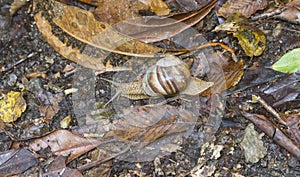 A snail is a shelled gastropod.