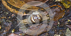 A snail is a shelled gastropod.