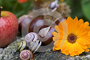 Snail Shells, Apple, Flower