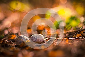 Snail shells on autumn background