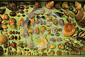 Snail Shells photo