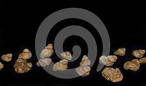 Snail Shells Fossilized