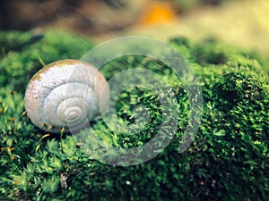 Snail shells on a green mossy stone