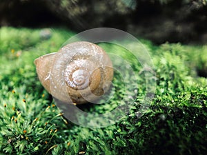 Snail shells on a green mossy stone