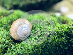 Snail shells on a green mossy stone