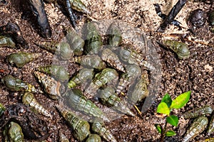 Snail shells in the Jungle of the island of Curieuse, Seychelles