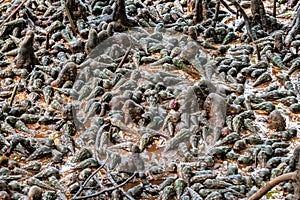 Snail shells in the Jungle of the island of Curieuse, Seychelles.