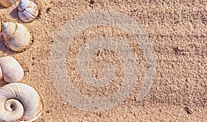 Snail shells on a sand.