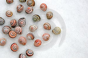 Snail shells on snow