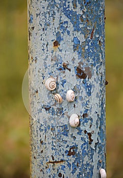 Snail shells stuck to an old pipe with peeling paint