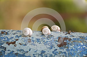 Snail shells stuck to an old pipe with peeling paint