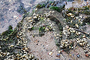 Snail shells and weeds on a sandy shore