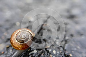 Snail showing tentacles, macro