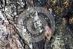 A snail shrinks into a doze in its shell in the middle of a tree trunk. A snail can mean weakness or fragility. Carapace can mean photo