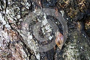 A snail shrinks into a doze in its shell in the middle of a tree trunk. A snail can mean weakness or fragility. Carapace can mean